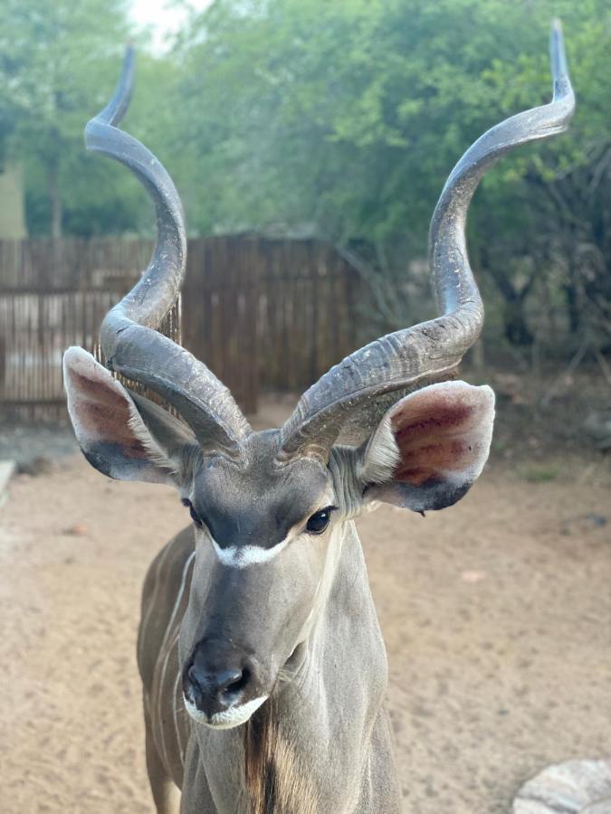 Villa Birdsong Kruger Marloth Park Exterior foto