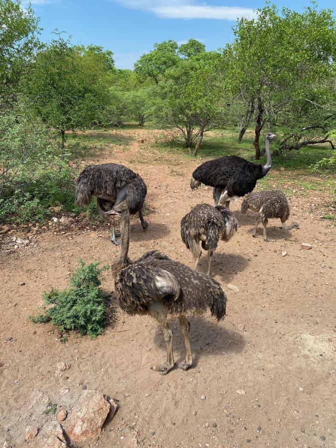 Villa Birdsong Kruger Marloth Park Exterior foto