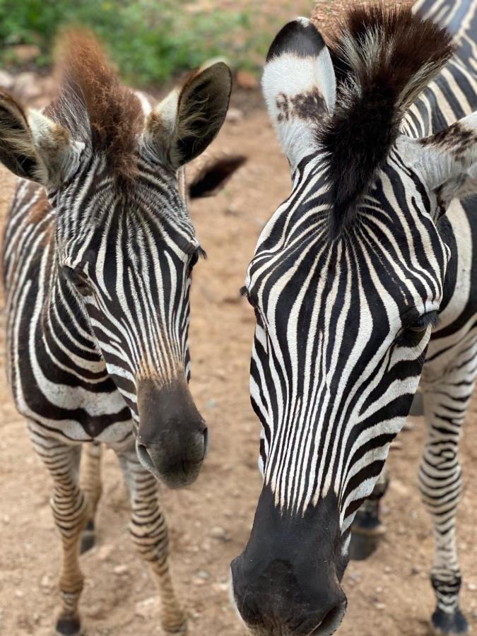 Villa Birdsong Kruger Marloth Park Exterior foto