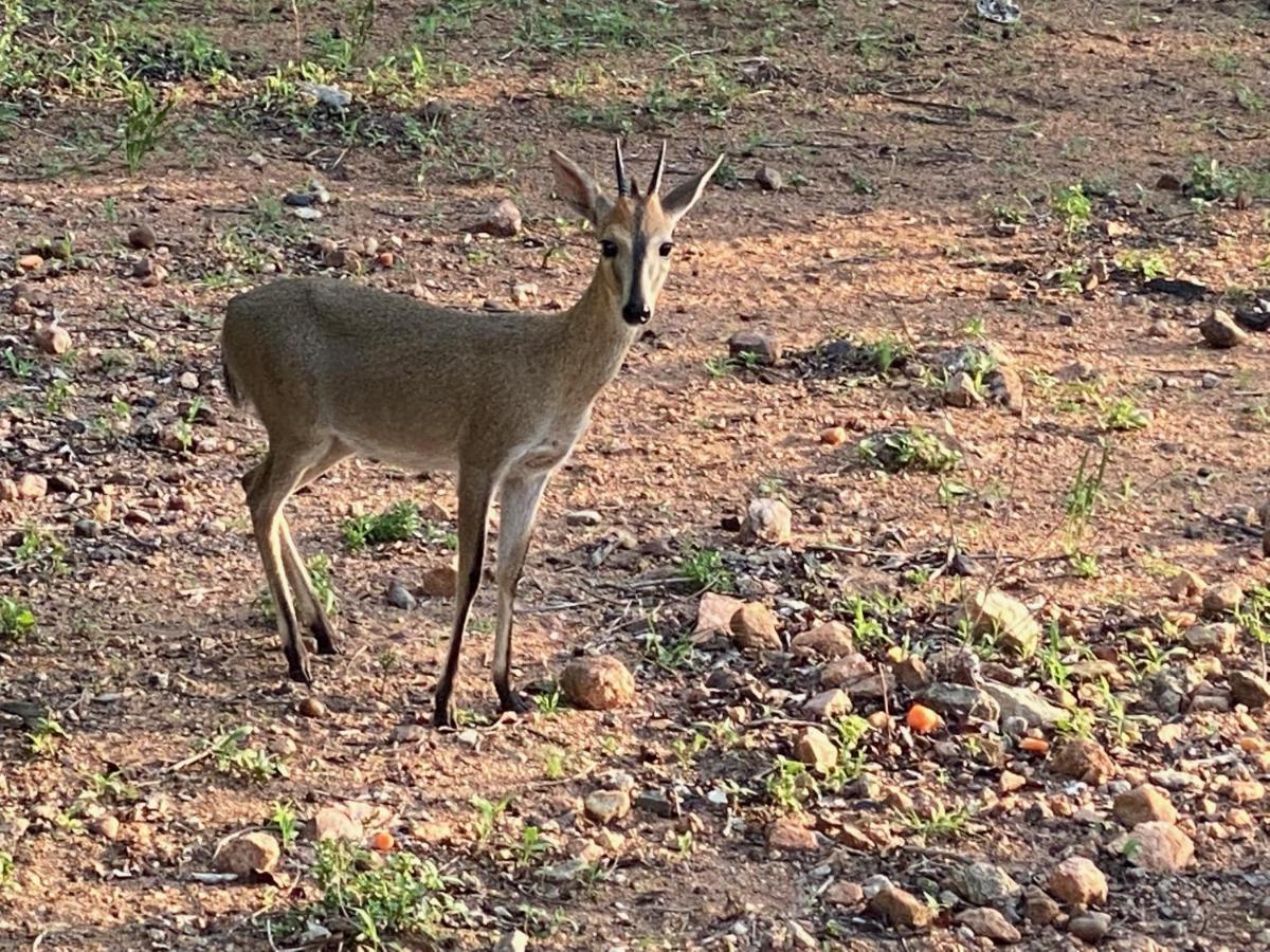 Villa Birdsong Kruger Marloth Park Exterior foto